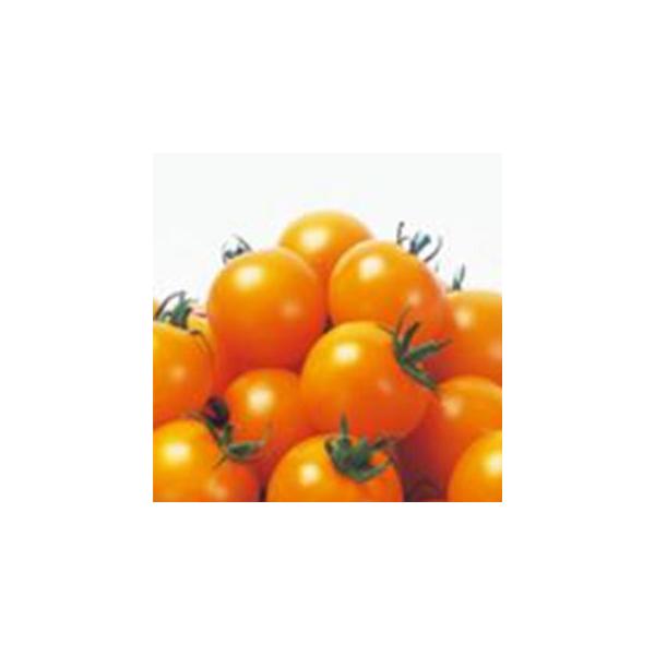 g}g̎ VfB[IWiʁj  1000 ( ؂̎ )