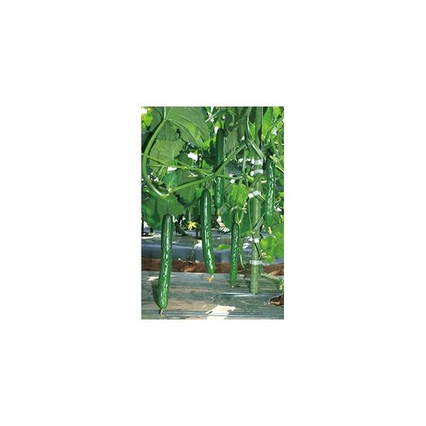 LE̎ ̂ 350 ( ؂̎ )