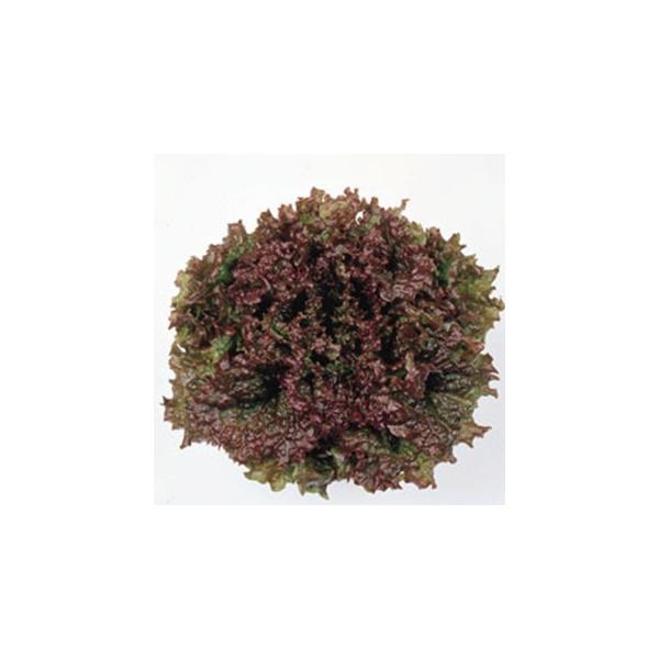 ^X̎ bht@C[ (MF 0.6ml)