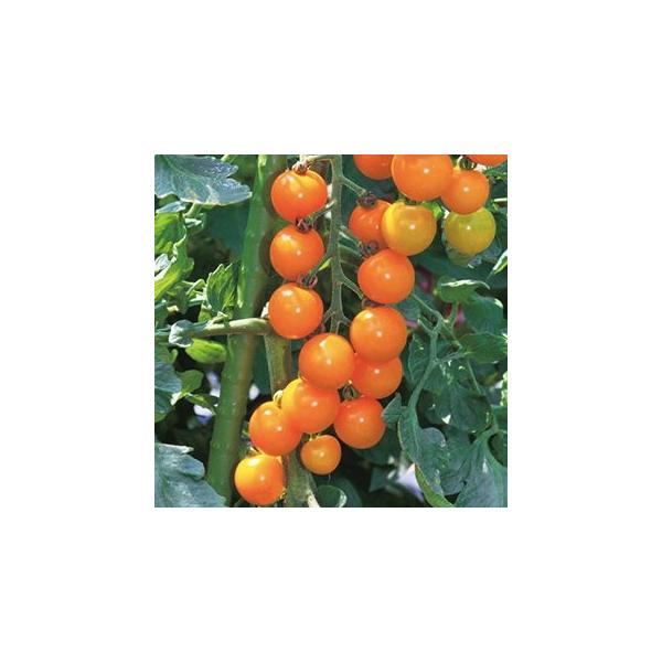 g}g̎ IW  1000 ( ؂̎ )