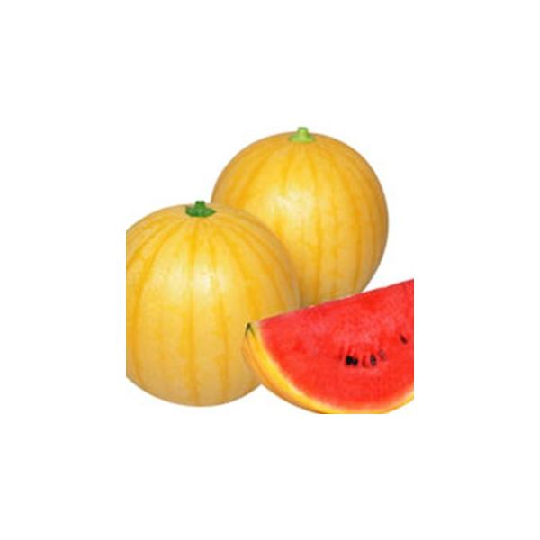 XCJ̎ ViʁEԓj  ( ؂̎ )