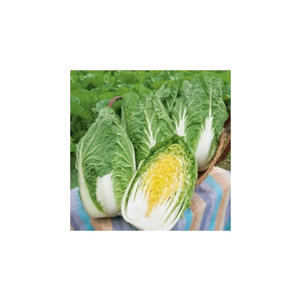 ؂̎ CRɂ 20ml ( ؂̎ )