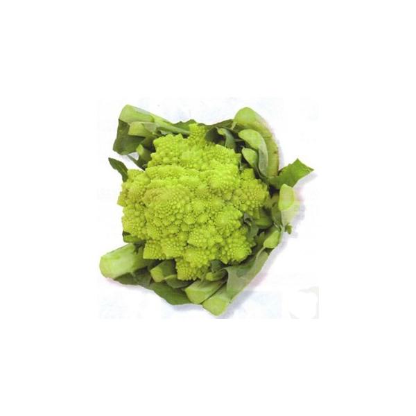 Jt[̎ }lXR _EB` LR[g2500 ( ؂̎ )