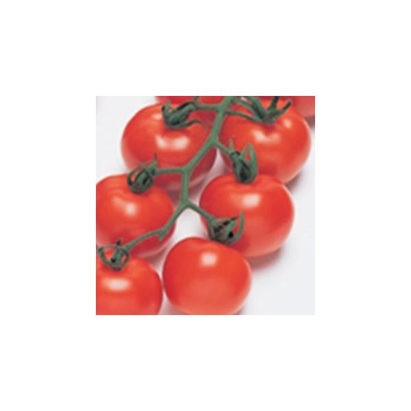 g}g̎ teBJ  ybg1000 ( ؂̎ )