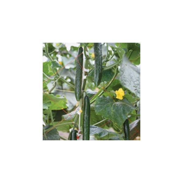 LE̎ ݂ǂ 30 30 ( ؂̎ )