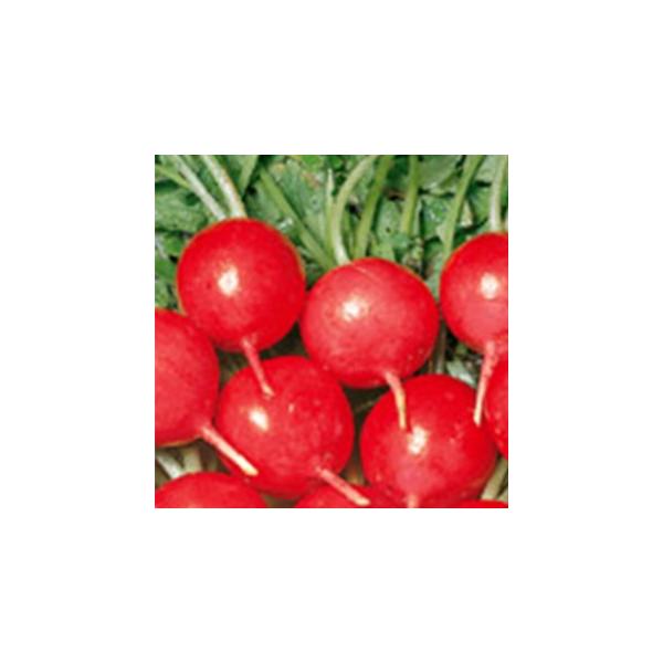 \卪̎ bh`C 珬 ( ؂̎ )