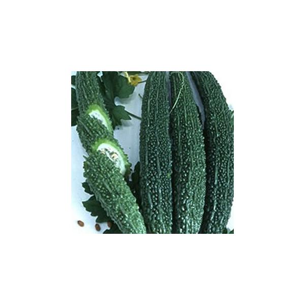 O[CV̎ uh (100) ( ؂̎ )