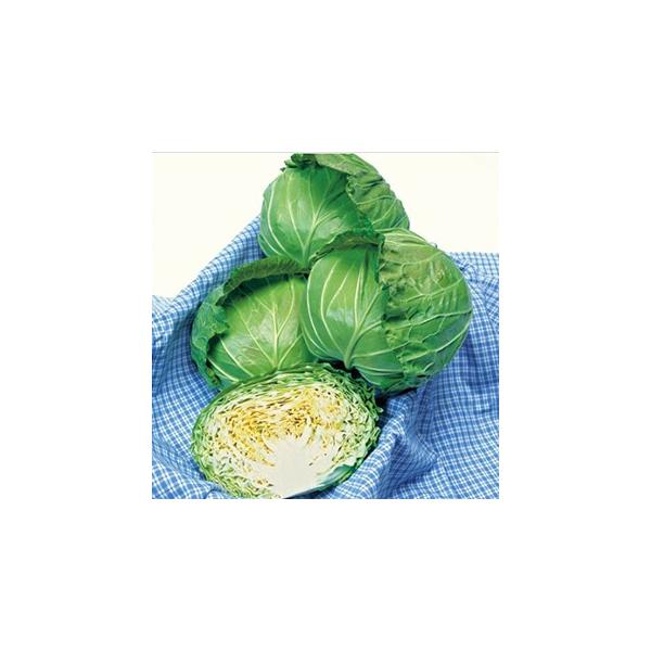 Lxc̎ P (2000) ( ؂̎ )