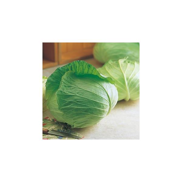 Lxc̎ H (2000) ( ؂̎ )