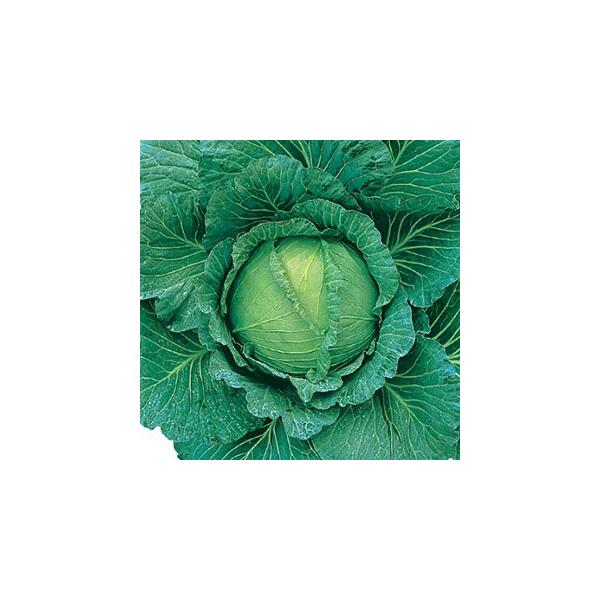 Lxc̎ lGl (2000) ( ؂̎ )