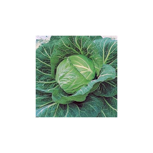 Lxc̎ tЂ莵 (2000) ( ؂̎ )