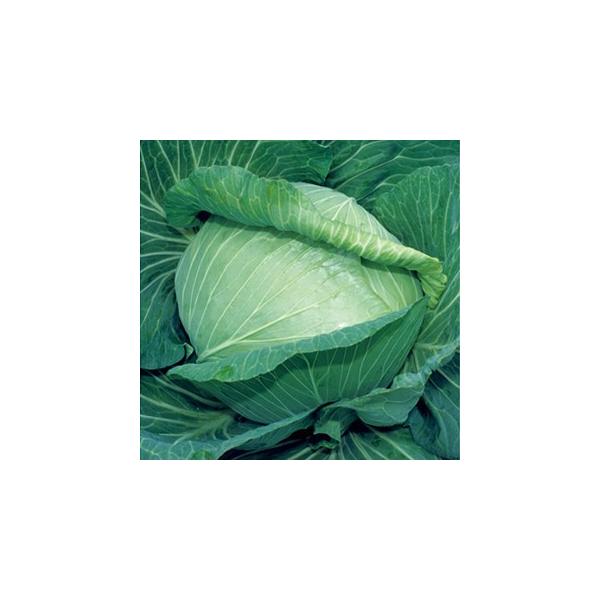 Lxc̎ ꍆ (2000) ( ؂̎ )