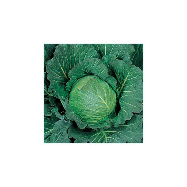 Lxc̎ ΐ (2000) ( ؂̎ )