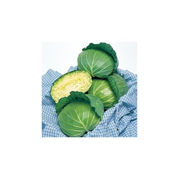 Lxc̎ YRyR (2000) ( ؂̎ )