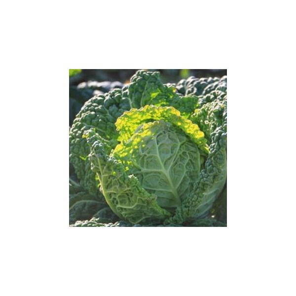 T{CLxc  NXs[m  (50) ( ؂̎ )