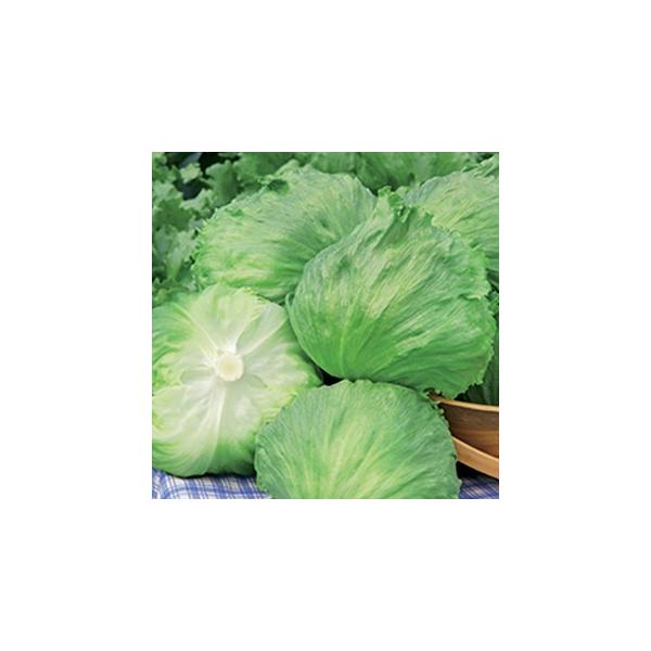 ^X̎ AXg ybgL5痱 ( ؂̎ )