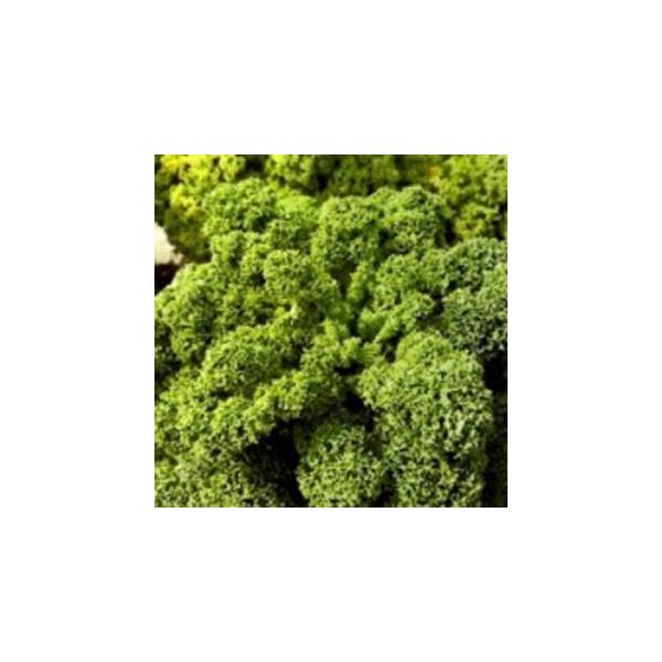 P[̎ J[mP[ Ff ybg痱 ( ؂̎ )