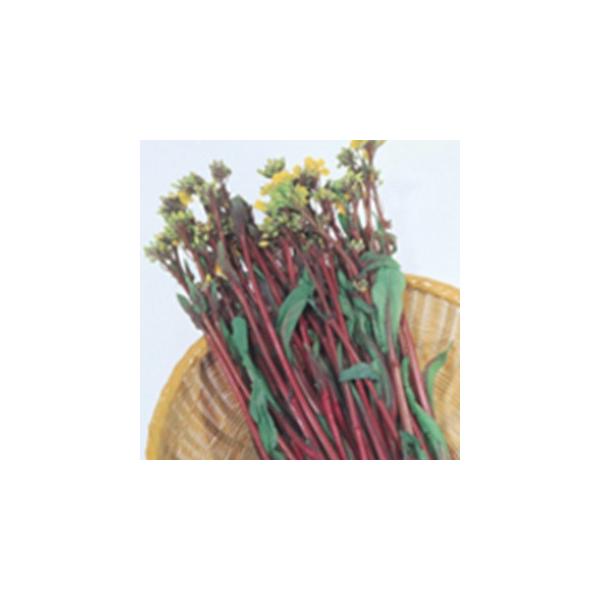 t؂̎ gؑ 珬 ( ؂̎ )