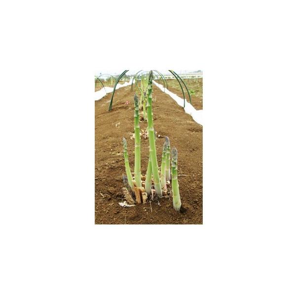 AXpKX̎ ECf 100 ( ؂̎ )