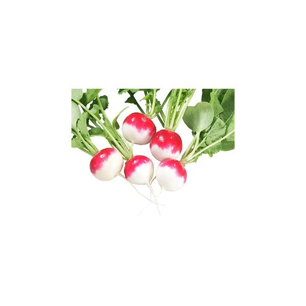 \卪̎ 䂫 (20ml) ( ؂̎ )