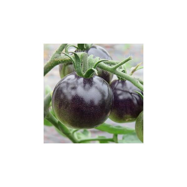 ~jg}g̎ p[v[Y  20 ( ؂̎ )