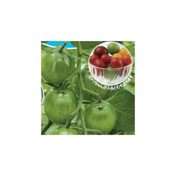 ~jg}g̎ ~h  8 ( ؂̎ )