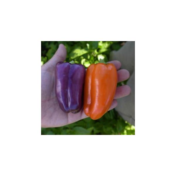 pvJ   XC[gJIE~j  10 i   ؎q ؎ j ( ؂̎ )