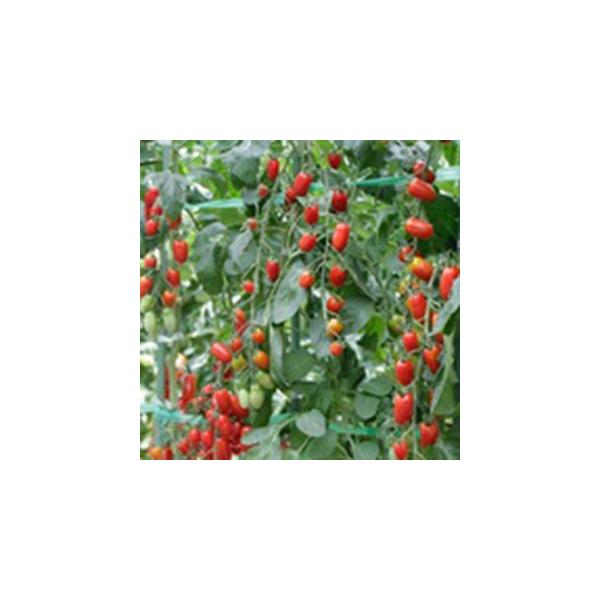 g}g̎ ~jg}g tK[iԁj  ( ؂̎ )