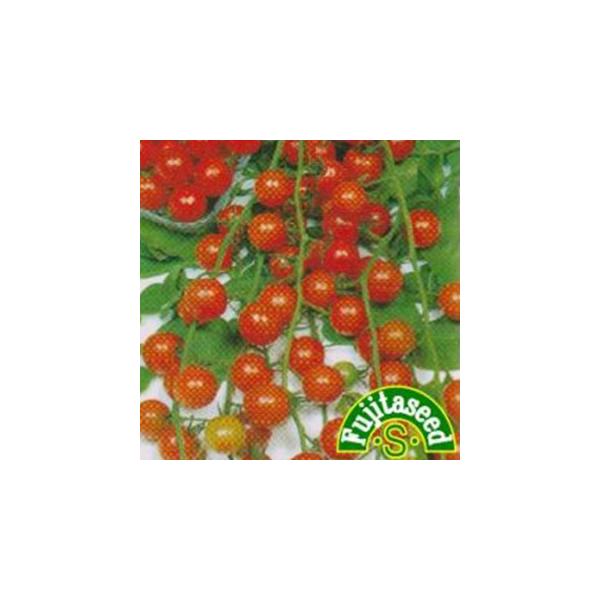 g}g̎ ~jt[cg}g  ( ؂̎ )