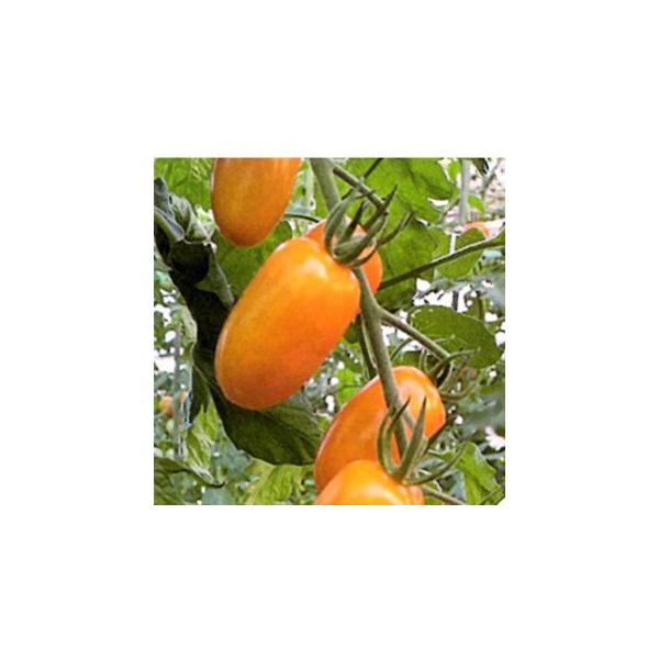 g}g̎ ~jg}g tK[IWFij  ( ؂̎ )