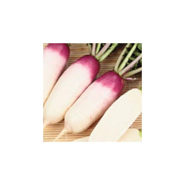 卪̎ ߂ 20ml ( ؂̎ )