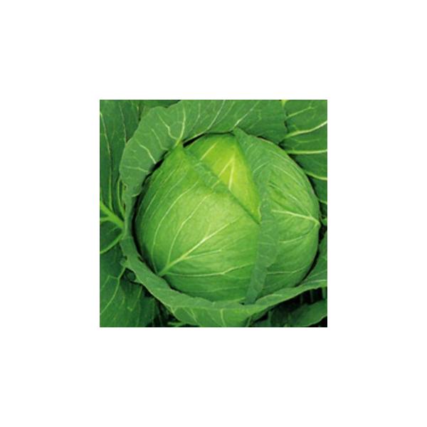 Lxc̎ ݂ ܁i200j ( ؂̎ )