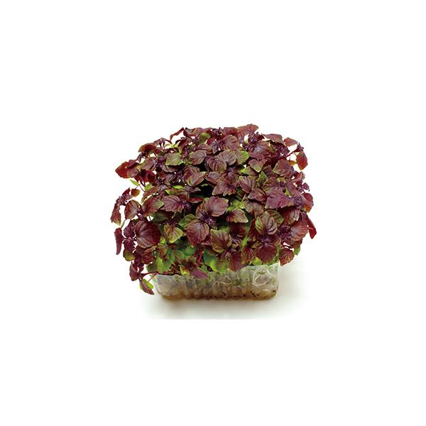 特性　　赤しそ（芳香系）のスプラウト、葉質はやわらかく独特の香りがありビタミン（A・B2・C）が非常に多い健康野菜です。　刺身のツマ、その他の料理の薬味として使用されます。　また成分のひとつである香気成分（シソ油）は殺菌力があり現在注目され...