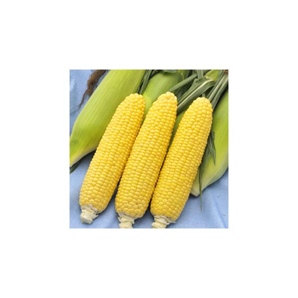 特性先端まで充実が良く、粒列の並びが良い。粒皮はやわらかく、甘みが非常に強くジューシーな食感。食味良好！！雌穂は皮付き重で450ｇ以上となり、ボリュームがある。草丈180ｃｍ程度、側枝が２〜３本発生する。苞葉の堤がよいので鳥害の恐れが少ない...