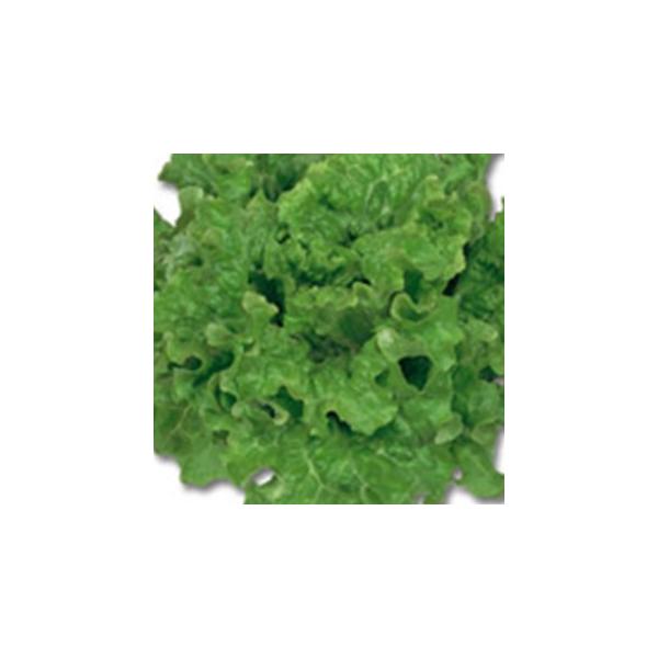 ^X̎ [t^XO[ 珬 ( ؂̎ )