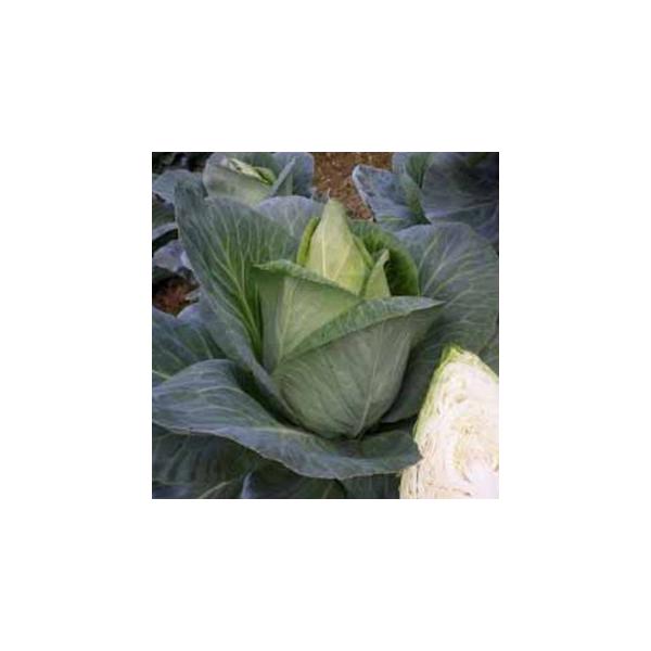 Lxc̎ LfB[O[  ( ؂̎ )