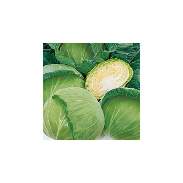 Lxc̎ YR L_l2000 ( ؂̎ )