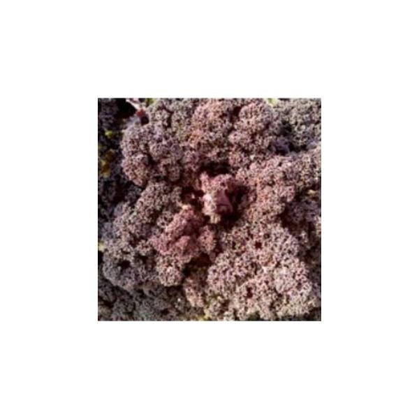 P[̎ J[mP[ b\ L_l200 ( ؂̎ )