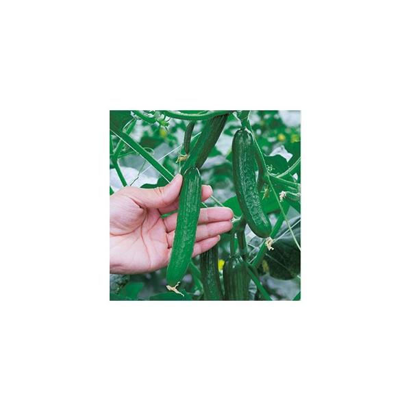 LE̎ ~jLE JbL[  DF ( ؂̎ )