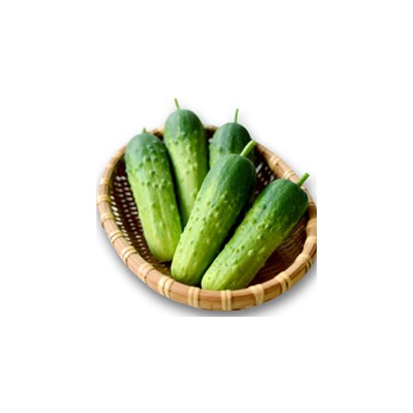 LE̎ イY ܁i5j ( ؂̎ )