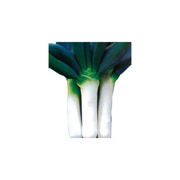 lM̎ {mc 20ml ( ؂̎ )