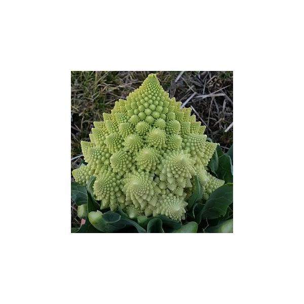 Jt[̎ }lXR ~PWF LR[g痱 ( ؂̎ )