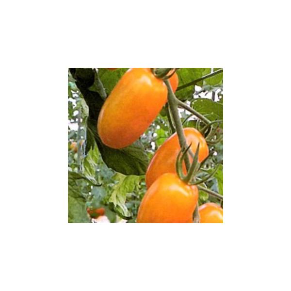 g}g̎ ~jg}g tK[IWFij 100 ( ؂̎ )