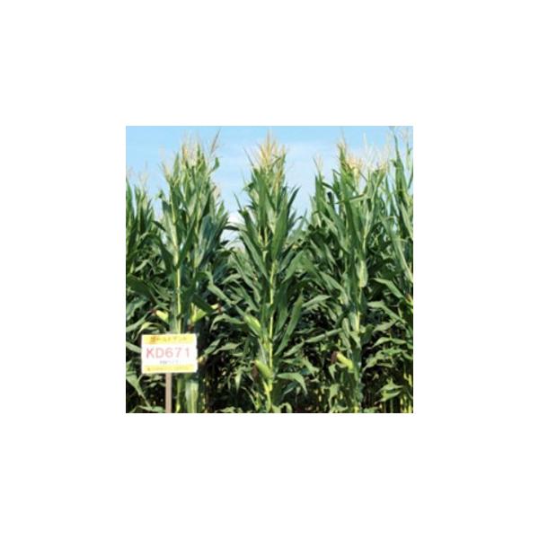 Δ̎ pgERV@S[hfgjcUVP 3500