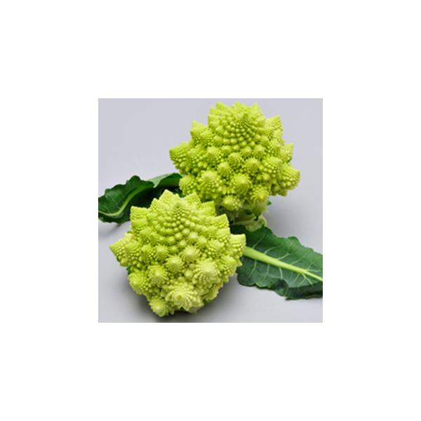 Jt[̎ }lXR@lIEXpC ܁i20j