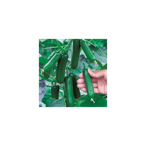 LE̎ XibL[  DF ( ؂̎ )