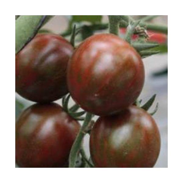 �~�j�g�}�g�̎� �u���b�f�B�^�C�K�[ 100�� ( ��؂̎� )