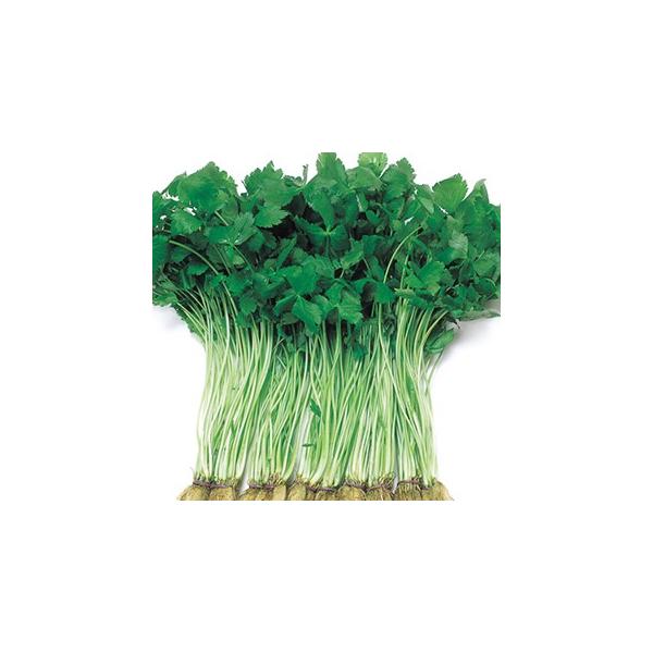 種 三つ葉の人気商品 通販 価格比較 価格 Com