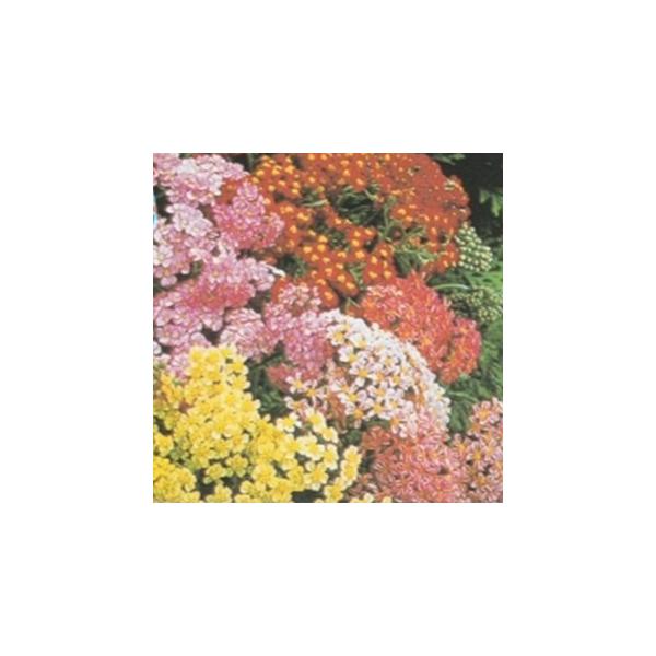 n[u̎ [CG[iEj  ( ؂̎ )