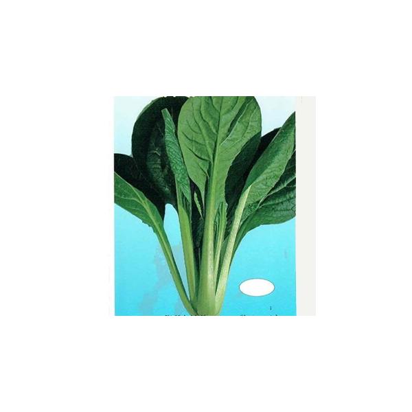 R}ci̎ H~̃G[X ܁i10mlj ( ؂̎ )